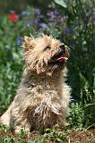 CAIRN TERRIER 573